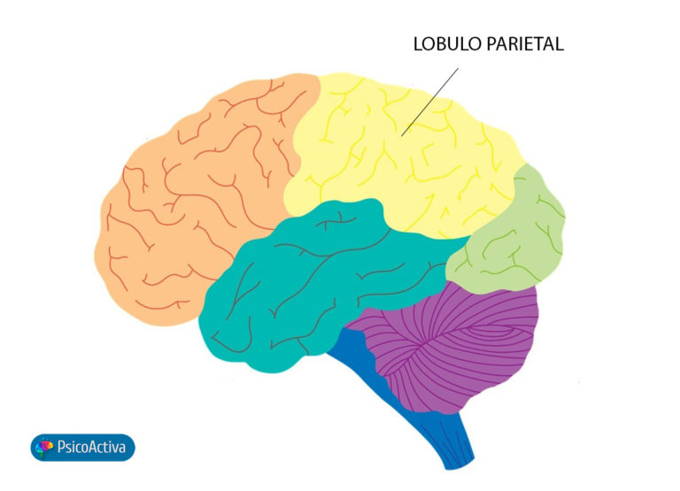 Lesiones del lóbulo parietal cuáles son sus consecuencias PsicoActiva 1