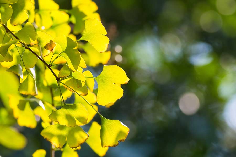 Ginko Arbol