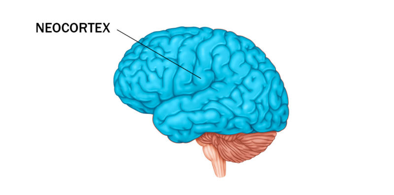 Neocórtex: Anatomía y función del isocórtex