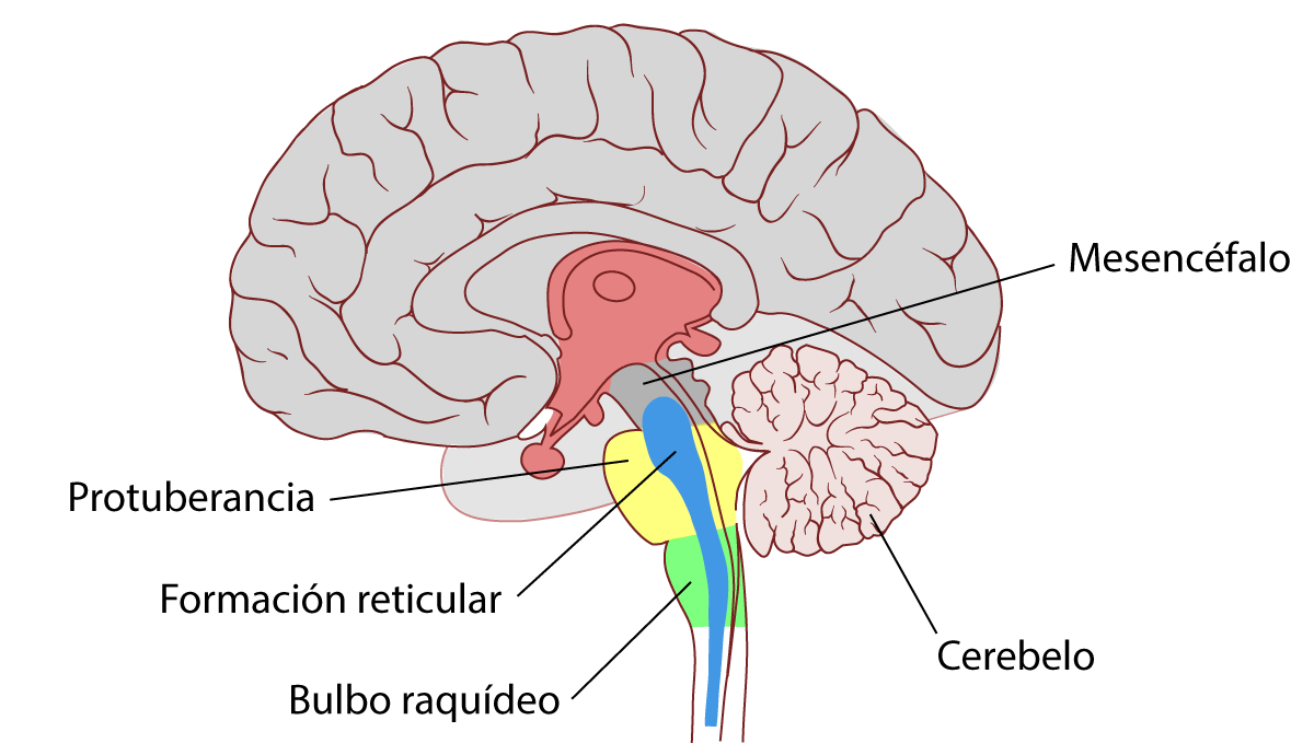 función del sistema de activación reticular