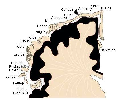 somatosensorial