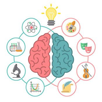 Los hemisferios cerebrales, funciones y diferencias